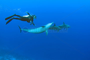 Dance with the Dolphins. Tiputa Rangiroa Pass  French Polynesia  Pacific Ocean