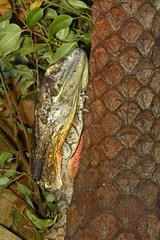 Frilled Lizard (Chlamydosaurus kingii)  Australia