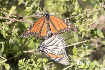 Monarch butterfly (Danaus plexippus) Mating  the male then dies  In wintering from November to March in oyamel pine forests (Abies religiosa)  El Rosario  Reserve of the Biosfera Monarca  Angangueo  State of Michoacan  Mexico