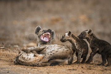 Spotted hyaena (Crocuta crocuta) and young in Kruger National park  South Africa