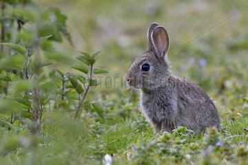 European rabbit (Oryctolagus cuniculus)  Doubs valley  Franche-Comte  France