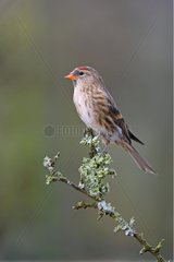 Lesser redpoll standing on a branch spring Great Britain