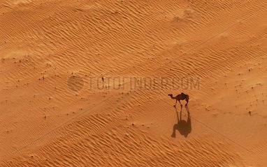 Dromedary in the desert United Arab Emirates