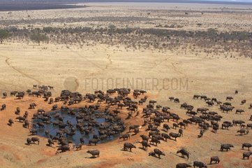 Savannah buffaloes at watering place Tsavo East Kenya