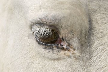 Eye of Horse camarguais France