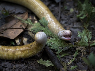 Giant Amphisbaena  aka Giant Worm-lizard (Amphisbaena alba)  in defensive position  Amazonas  Brazil  June
