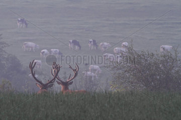 Red Deer (Cervus elaphus) males watching a herd of cows  Ardennes  Belgium