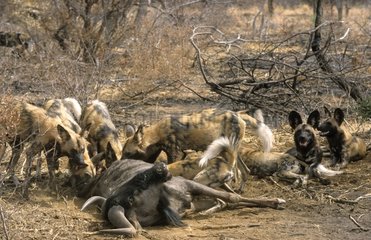 African Wild Dog eating a Gnu Madikwe South Africa