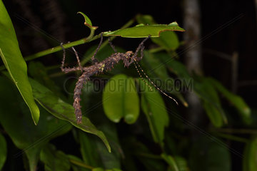Phasme epineux malgache (Parectatosoma hystrix) in forest at night  Andasibe  Perinet  Alaotra-Mangoro Region  Madagascar
