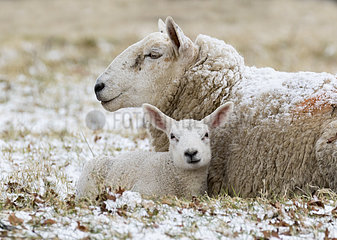 Sheep (Ovis aries) laying in the snow  England