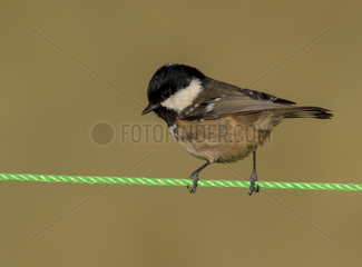 Coal tit (Periparus ater) perched on a green string  England