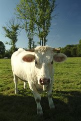 Porträt einer neugierigen weißen Kuh Côte-d'or Frankreich
