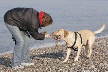 Labrador und seine Geliebte spielen am Strand von Etretat Frankreich