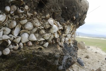 Concretion shellfish Ballyconneely Connemara Ireland