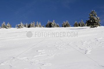Pines on the snow-covered peaks of Mont Ventoux