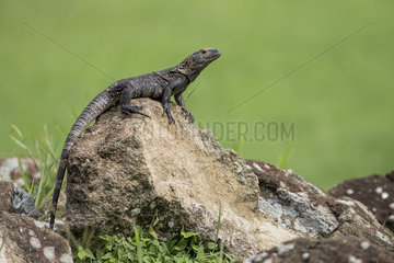 Black Spiny-tailed Iguana (Ctenosaura similis)  female  Panama  July