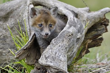 Red fox (Vulpes vulpes) young in stump  Doubs  Franche-Comte  France