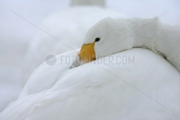 Portrait of a Whooper swan sleeping UK