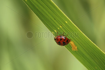 Ladybug (Coccinellidae sp) laying on a blade of grass  France