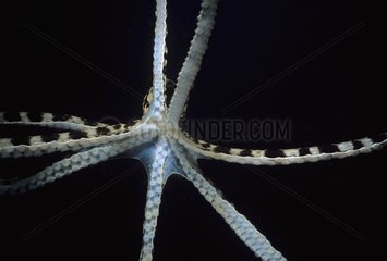 Mimic Octopus going down Celebes Sea Sulawesi