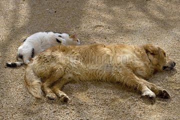 Dog and cat sleeping together France