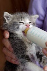 15 days kitten abandoned by it mother fed with baby bottle
