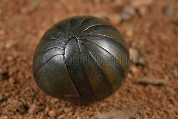 Green Giant Pill-Millipede (Zoosphaerium sp) ball  Andasibe  Perinet  Alaotra-Mangoro Region  Madagascar