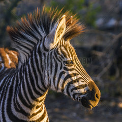 Plains zebra (Equus quagga burchellii) in Kruger National park  South Africa