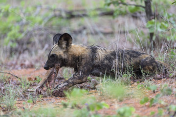 African Wild Dog (Lycaon pictus) eating a prey  South Africa  Kruger national park
