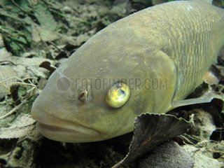 Ill european chub in a backwater of the Ain's River France