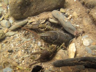 Freshwater crayfish in a river of the Ariège France