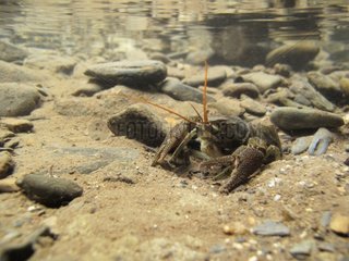 Freshwater crayfish in a river of the Ariège France