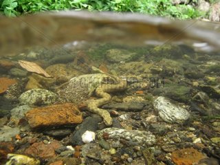 Viperine snake hunting snorkeling in a river France