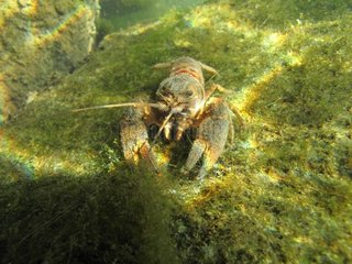 Spinycheek crayfish in the Rhône's River France