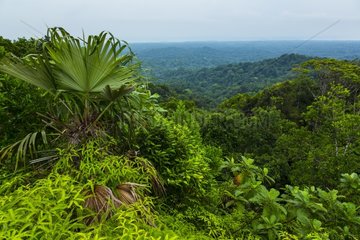Rainforest Kuna Yala Panama