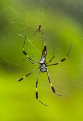 Spider on its web Rainforest Kuna Yala Panama