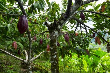 Plantation organic Cocoa Oeste Arriba River Panama