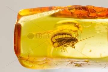 Fossil caddis fly in a piece of amber yellow