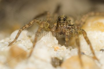 Wolf spider on the lookout in a wall Provence France