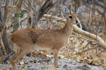 Steenbok (Raphicerus campestris) male  Botswana