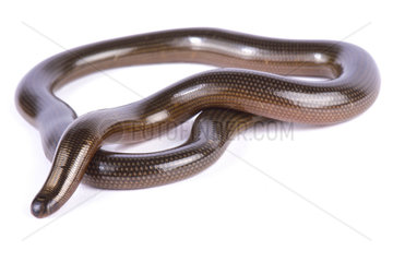 Lineolate blind snake (Afrotyphlopinae lineolatus) on white background