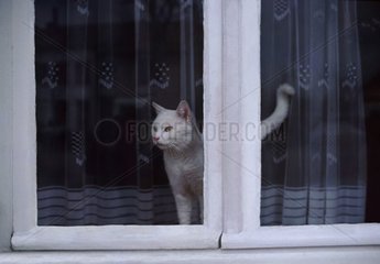 Chat blanc derrière une vitre regardant l'extérieur