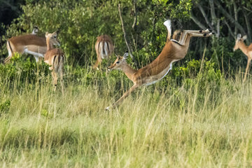 Impala (Aepyceros melampus)  female leaping  Masai-Mara National Reserve  Kenya