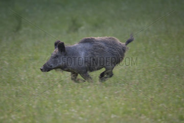 Wild boar (Sus scrofa) running in grass  Ardennes  Belgium