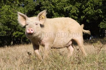 Pig in a meadow Bulgaria