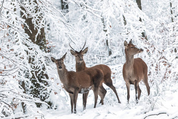 Red Deer (Cervus elaphus) group in a snowy undergrowth  Ardennes  Belgium