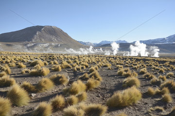 Tatio Geysers  Puna de Atacama  near San Pedro de Atacama  II Antofagasta Region  Chile