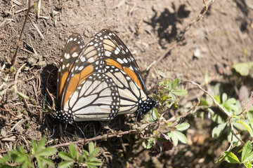 Monarch butterfly (Danaus plexippus) Mating  the male then dies  In wintering from November to March in oyamel pine forests (Abies religiosa)  El Rosario  Reserve of the Biosfera Monarca  Angangueo  State of Michoacan  Mexico