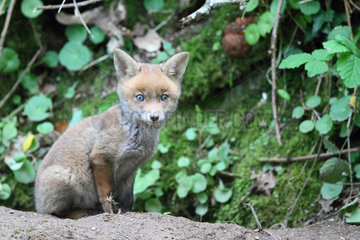 Red fox (Vulpes vulpes) young about 5 weeks old near the burrow  Brittany  France