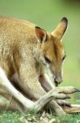 Männliche agile Wallaby -Pflege dieses Queensland Australia